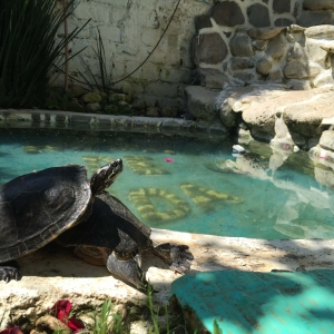  - grupos de apoyo, vivir libremente